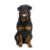 Rotweiler